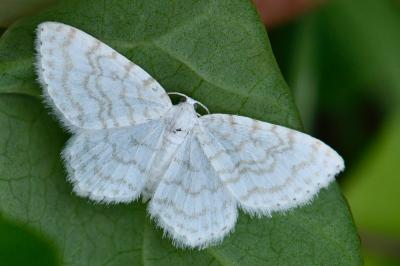 Asthena albulata