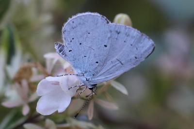 Azuré des Nerpruns 
