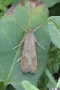 <i>Nomophila noctuella</i>