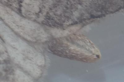 Aplocera plagiata