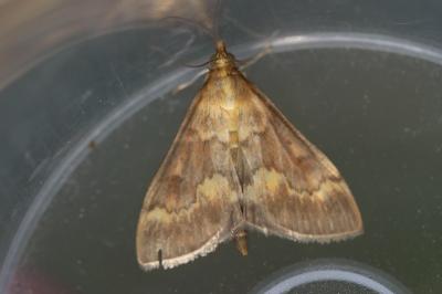 <i>Ostrinia nubilalis</i>