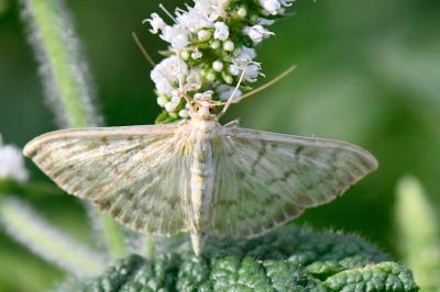 <i>Patania ruralis</i>