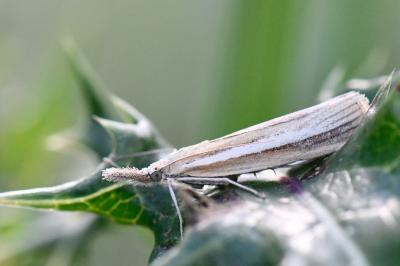 <i>Agriphila tristella</i>