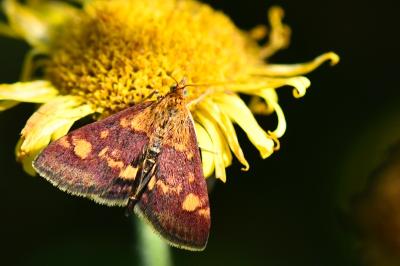 <i>Pyrausta aurata</i>