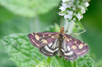 <i>Pyrausta purpuralis</i>