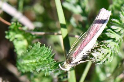 <i>Oncocera semirubella</i>