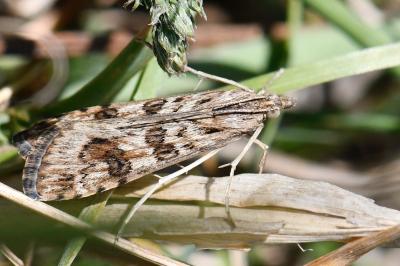 <i>Nomophila noctuella</i>