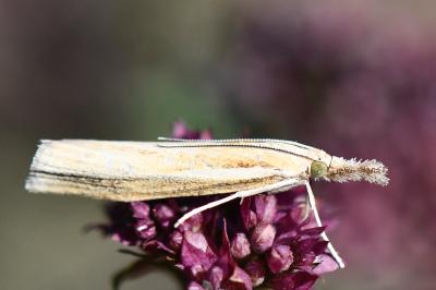 <i>Agriphila tristella</i>
