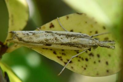 <i>Agriphila inquinatella</i>