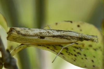 <i>Agriphila inquinatella</i>