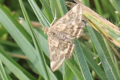 <i>Pyrausta despicata</i>