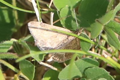 <i>Pyrausta despicata</i>