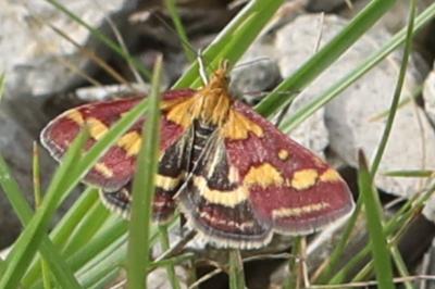 <i>Pyrausta purpuralis</i>