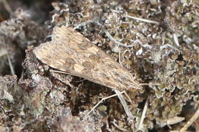 <i>Nomophila noctuella</i>