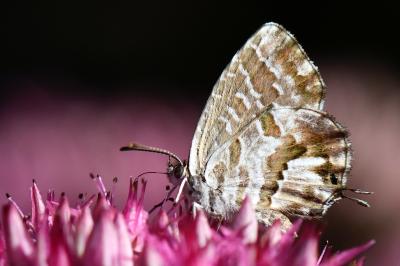 Brun du pélargonium 