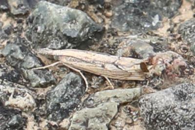 <i>Agriphila geniculea</i>