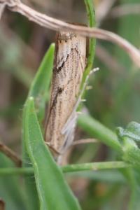<i>Agriphila geniculea</i>
