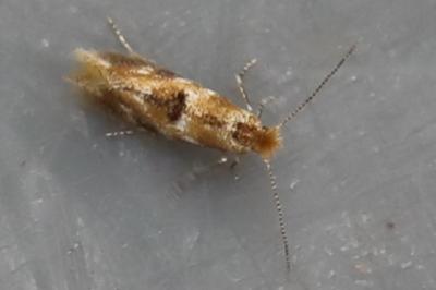 <i>Bucculatrix ulmella</i>