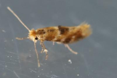 <i>Bucculatrix ulmella</i>