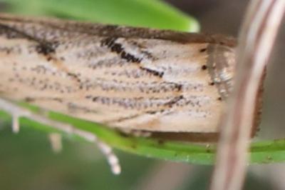 <i>Agriphila geniculea</i>