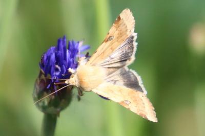 Noctuelle peltigère 