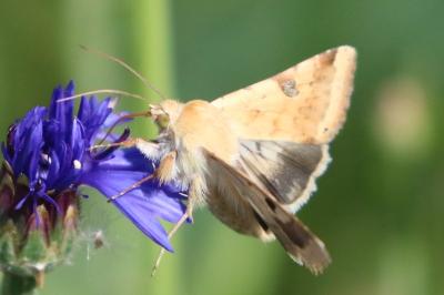 Noctuelle peltigère 