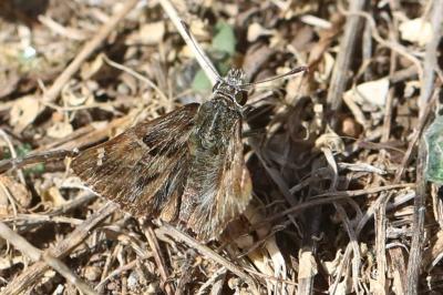 Carcharodus alceae alceae