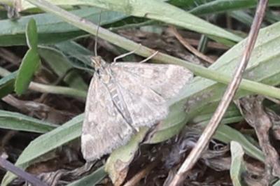 <i>Pyrausta despicata</i>