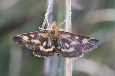 <i>Pyrausta purpuralis</i>