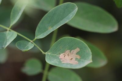 <i>Parectopa robiniella</i>