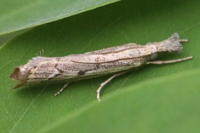 <i>Agriphila geniculea</i>
