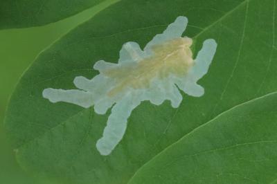 <i>Parectopa robiniella</i>