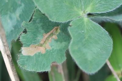 <i>Parectopa ononidis</i>