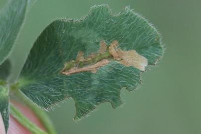 <i>Parectopa ononidis</i>