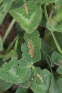 <i>Parectopa ononidis</i>