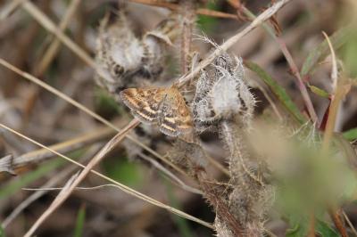 <i>Pyrausta despicata</i>