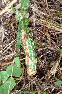<i>Hyloicus pinastri</i>