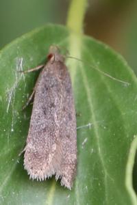 <i>Anacampsis</i>
