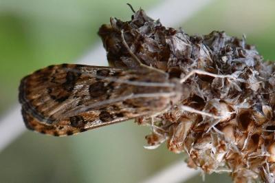 <i>Nomophila noctuella</i>