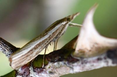 <i>Agriphila tristella</i>