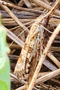 <i>Nomophila noctuella</i>
