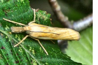 <i>Agriphila</i>