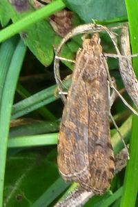 <i>Nomophila noctuella</i>