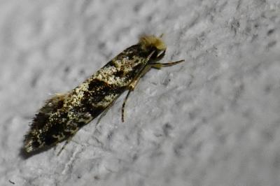 <i>Nemapogon granellus</i>