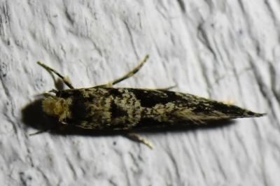 <i>Nemapogon granellus</i>
