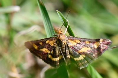 <i>Pyrausta purpuralis</i>