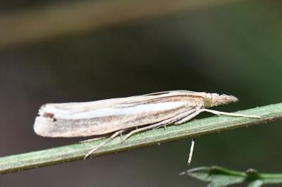 <i>Agriphila tristella</i>
