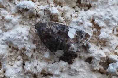 Noctuelle en deuil 