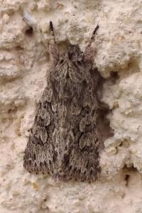 Noctuelle areolée 