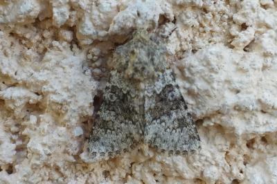 Noctuelle dysodée 
